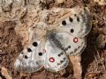 Parnassius apollo siciliae